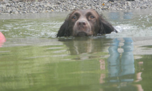 Epagneul de St. Usuge - Picture 02