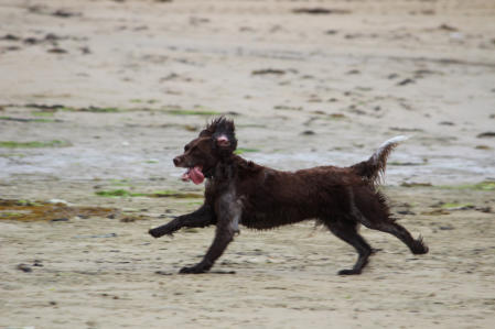 Epagneul de St. Usuge - Picture 02